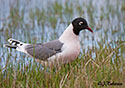 Larus pipixcan